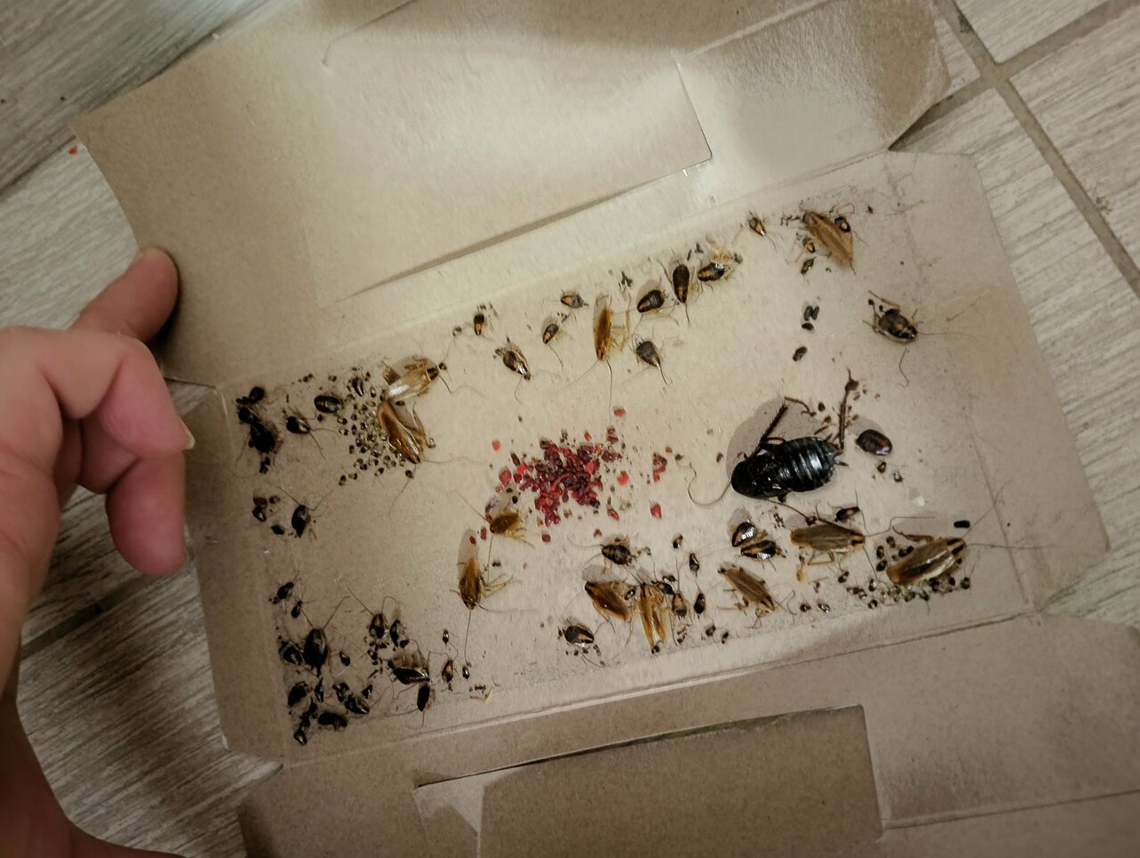 Гостиница Давзар Адлер