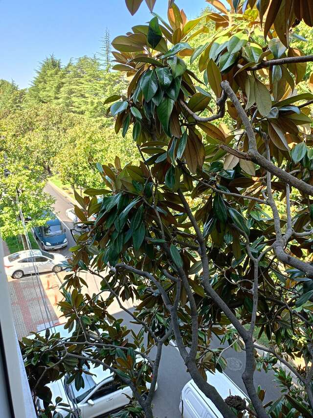 Гостиница Давзар Адлер-53