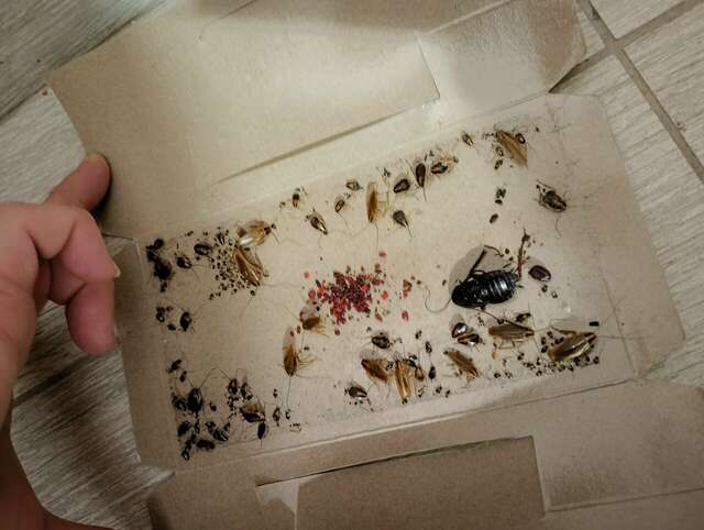 Гостиница Давзар Адлер-48